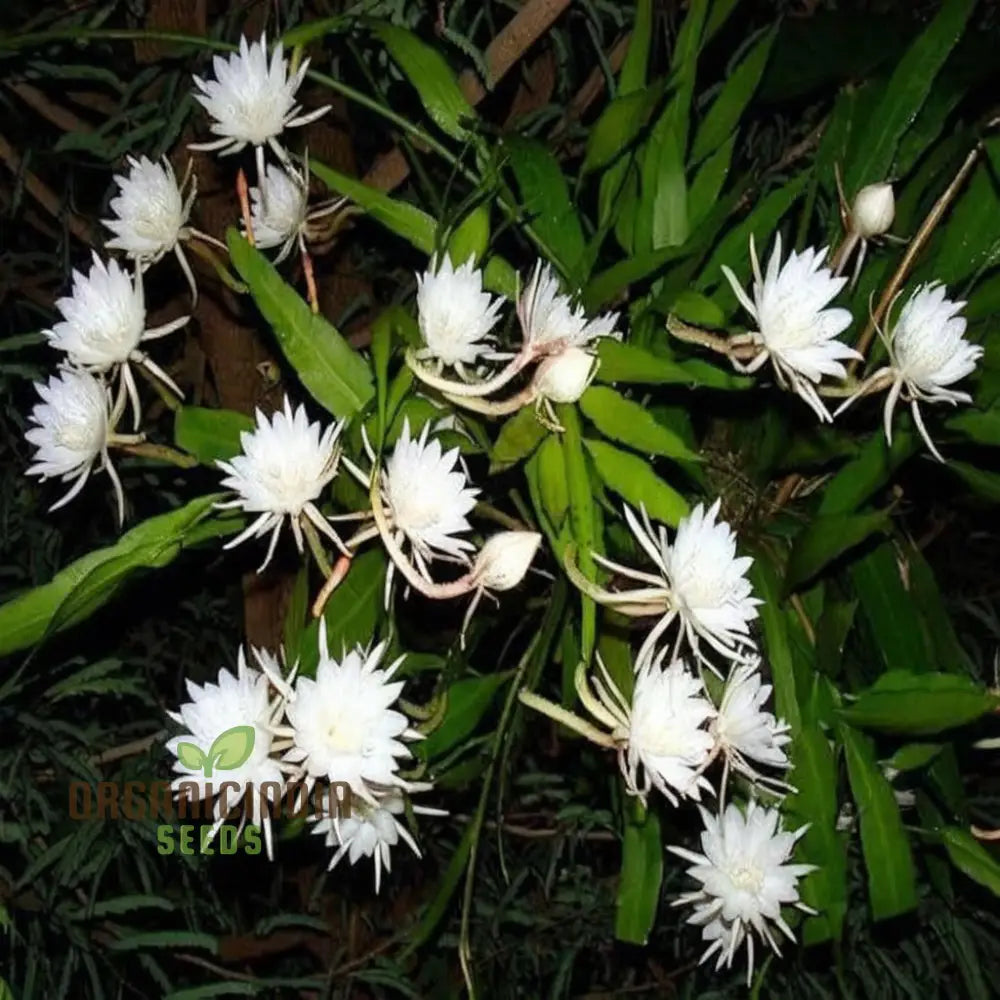 Epiphyllum Anguligar Flower Seeds â€“ Transform Your Gardening Experience With Unique Intriguing
