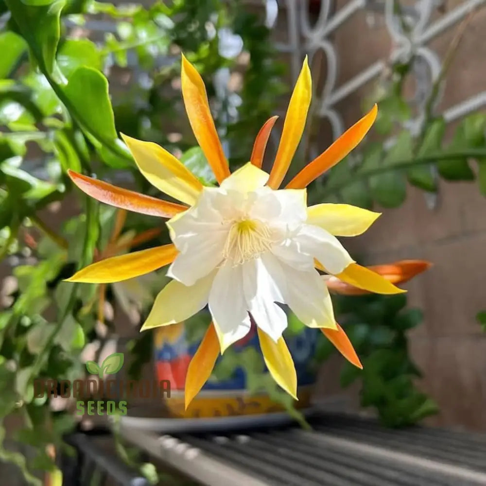 Epiphyllum Anguligar Flower Seeds â€“ Transform Your Gardening Experience With Unique Intriguing