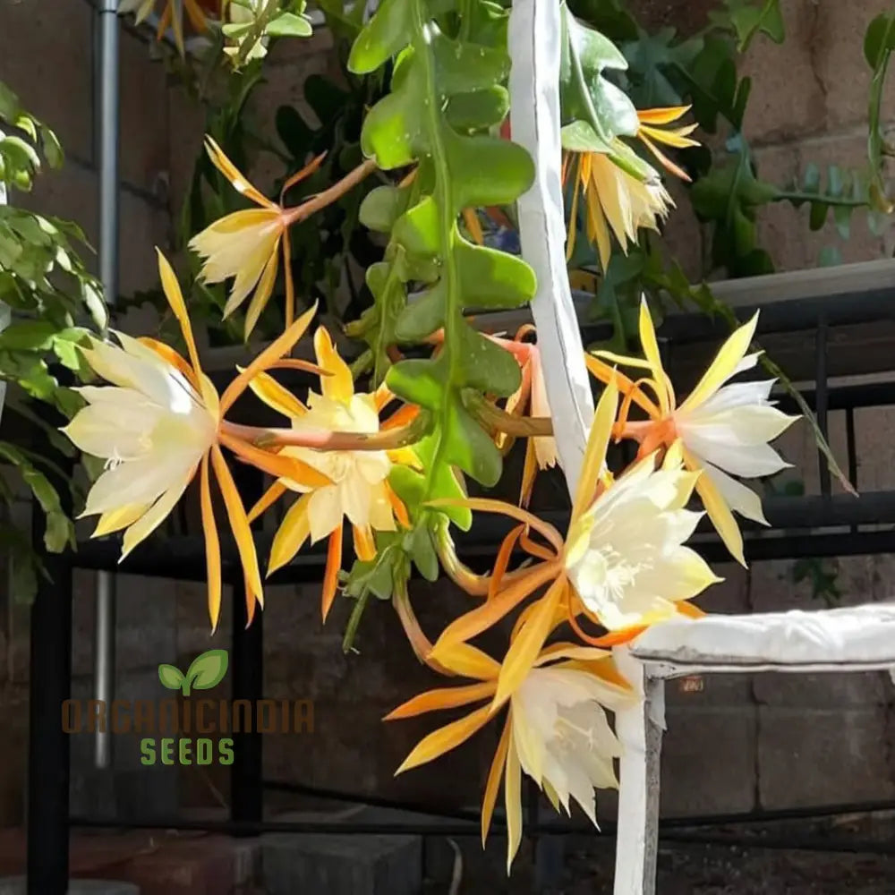 Epiphyllum Anguligar Flower Seeds â€“ Transform Your Gardening Experience With Unique Intriguing