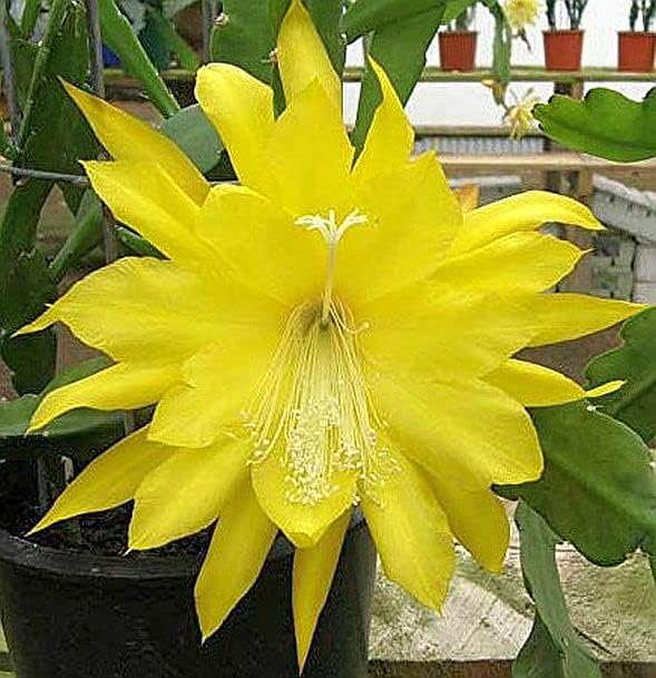 Fresh Epiphyllum yellow orchid cactus cuttings