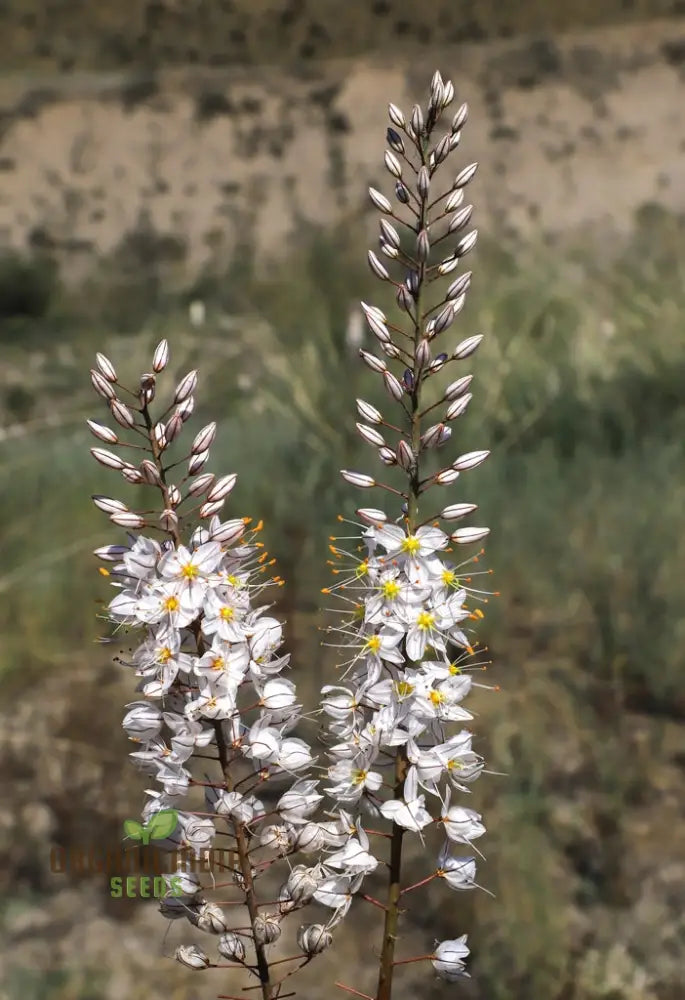 Eremurus Tianschanicus Eremurus Tianschanicus Seeds For Planting - Exotic Perennial Flower ...