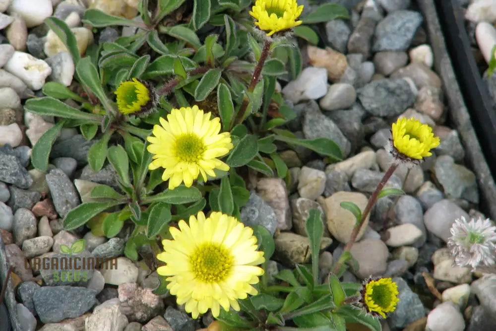 Erigeron Aureus Seeds For Planting - Native American Wildflower For Gardening Enthusiasts
