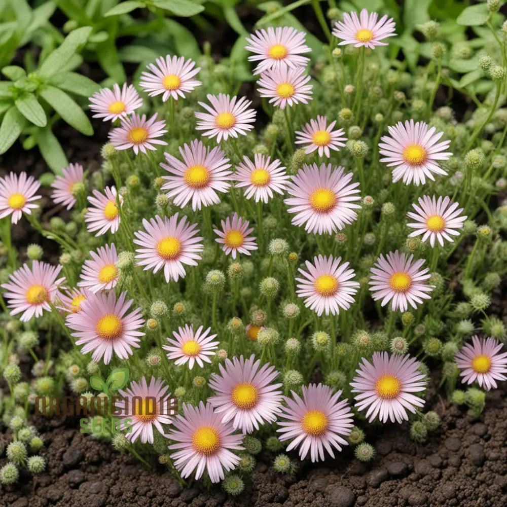 Erigeron Karvinskianus flower seeds for planting
