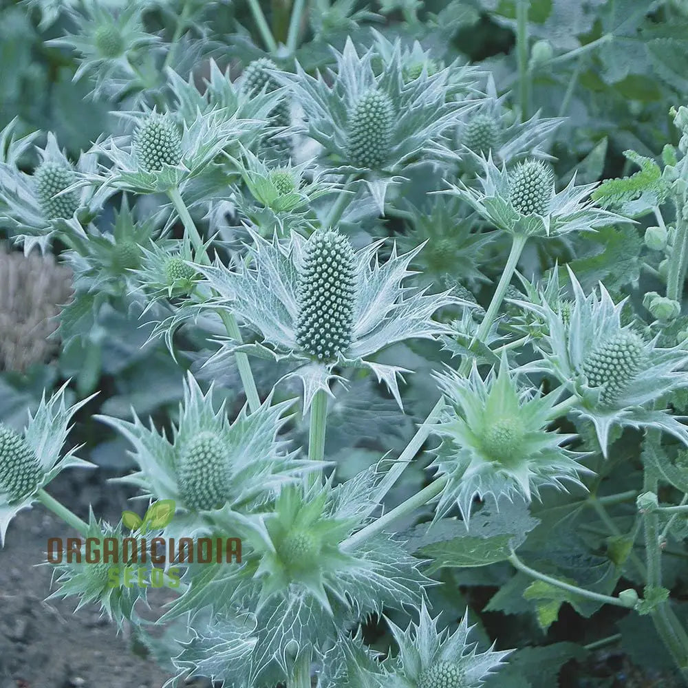 Eryngium Giganteum plant growth stages from seed
