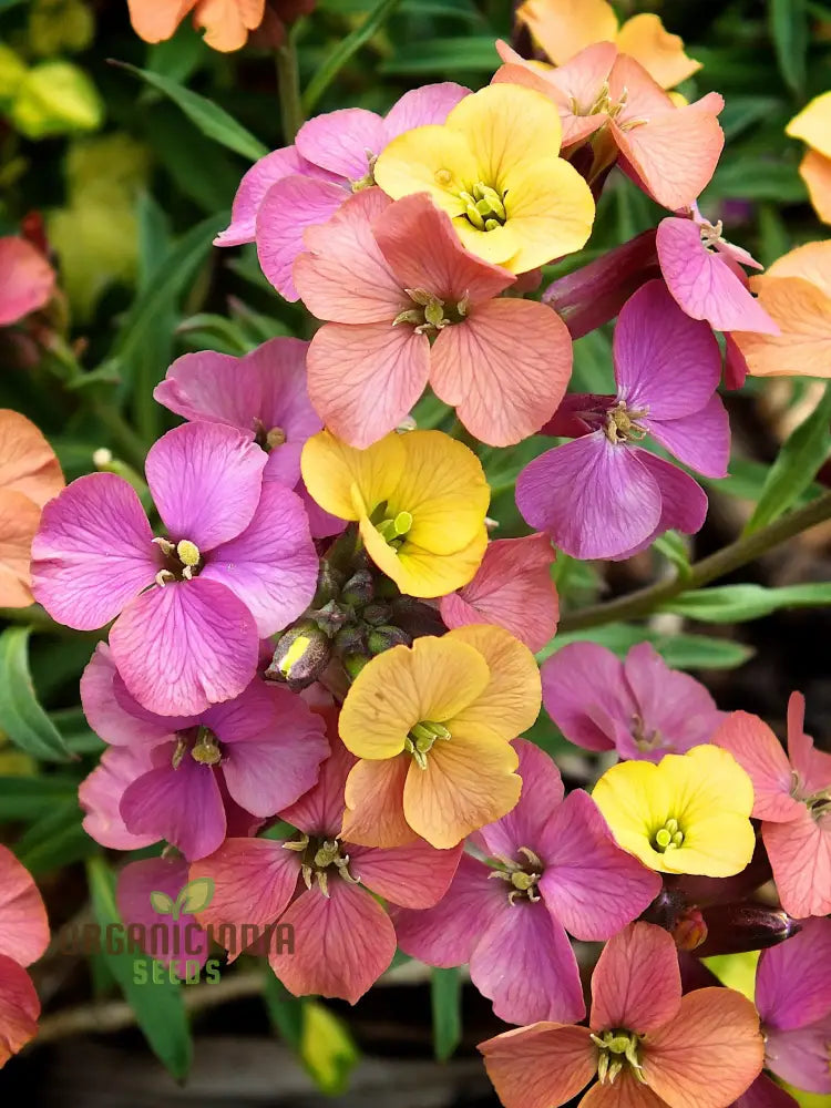 Erysimum amazing hybrids seeds vibrant garden flowers
