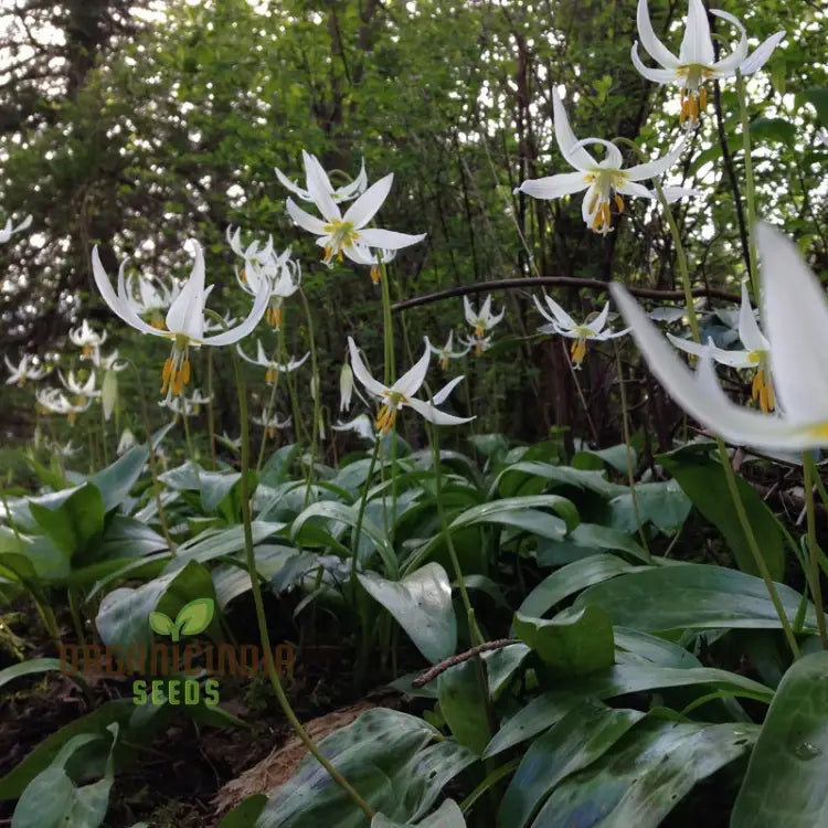 Trout Lily plant growth stages from seed