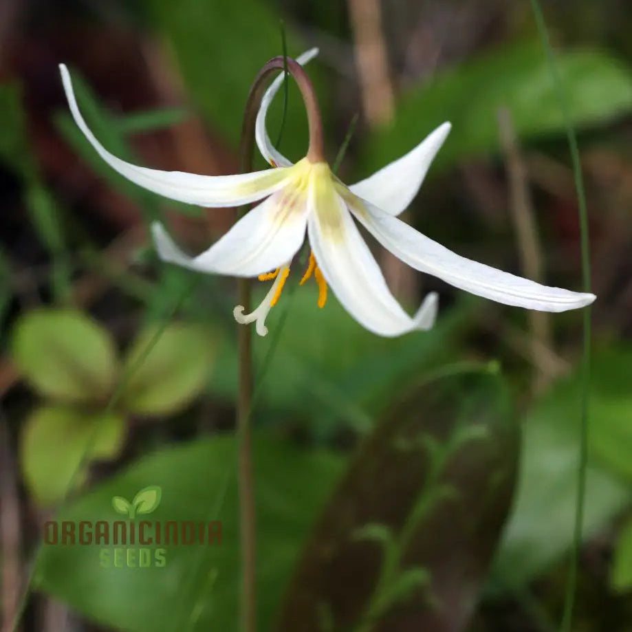 Erythronium Oregonum Trout Lily seeds for planting