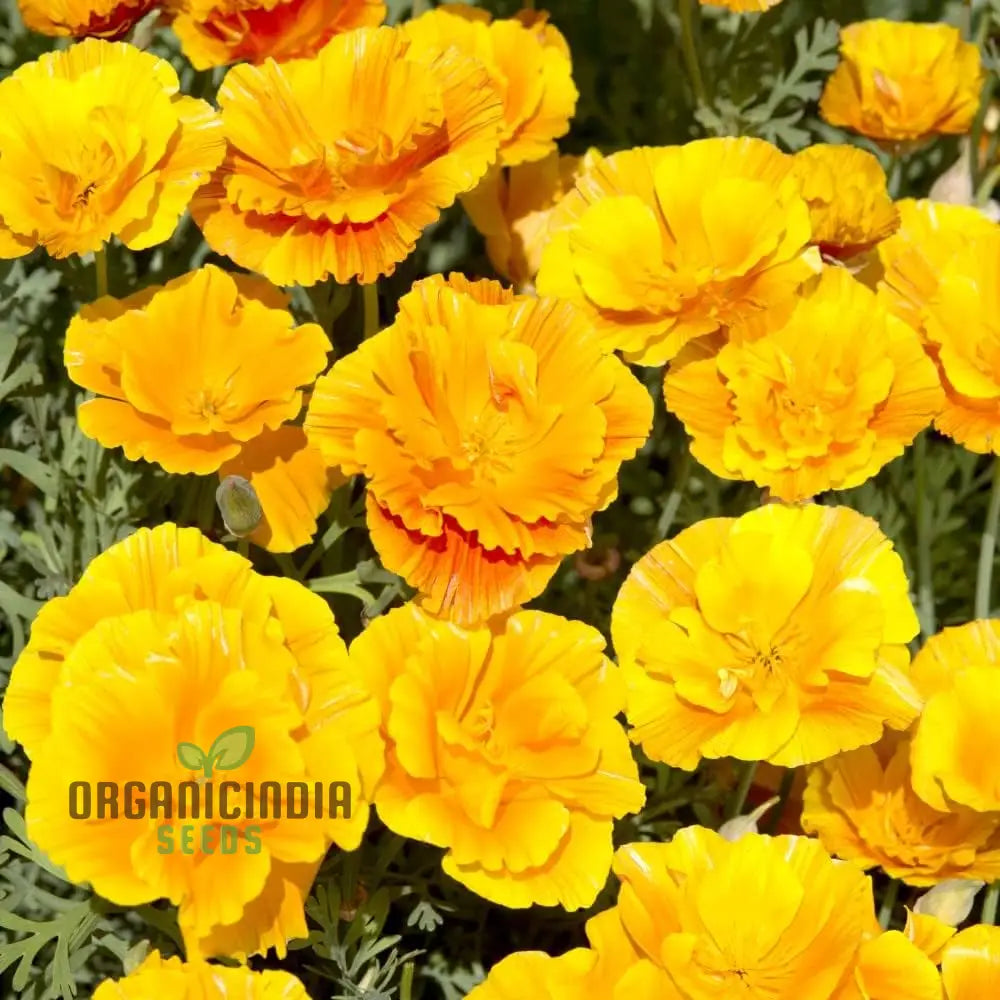 Eschscholtzia Lady Marmalade Flower Seeds For Planting: Exquisite Blooms For Your Garden Oasis |