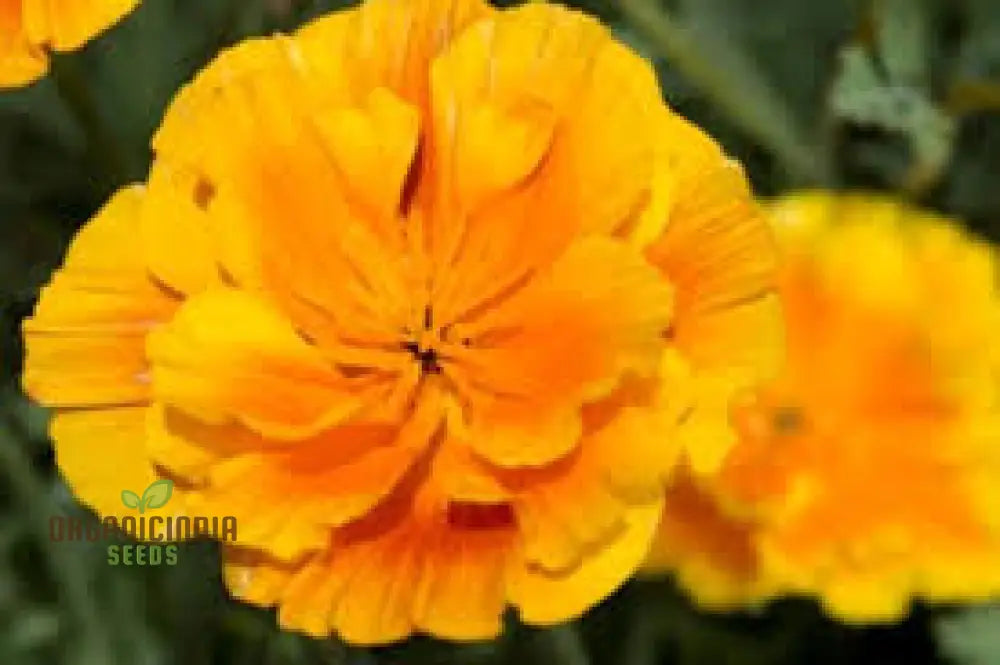 Eschscholtzia Lady Marmalade Flower Seeds For Planting: Exquisite Blooms For Your Garden Oasis |
