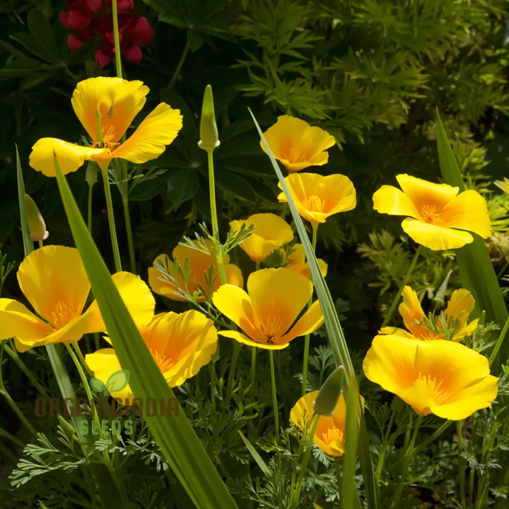 California Poppy mixed flowers in garden display