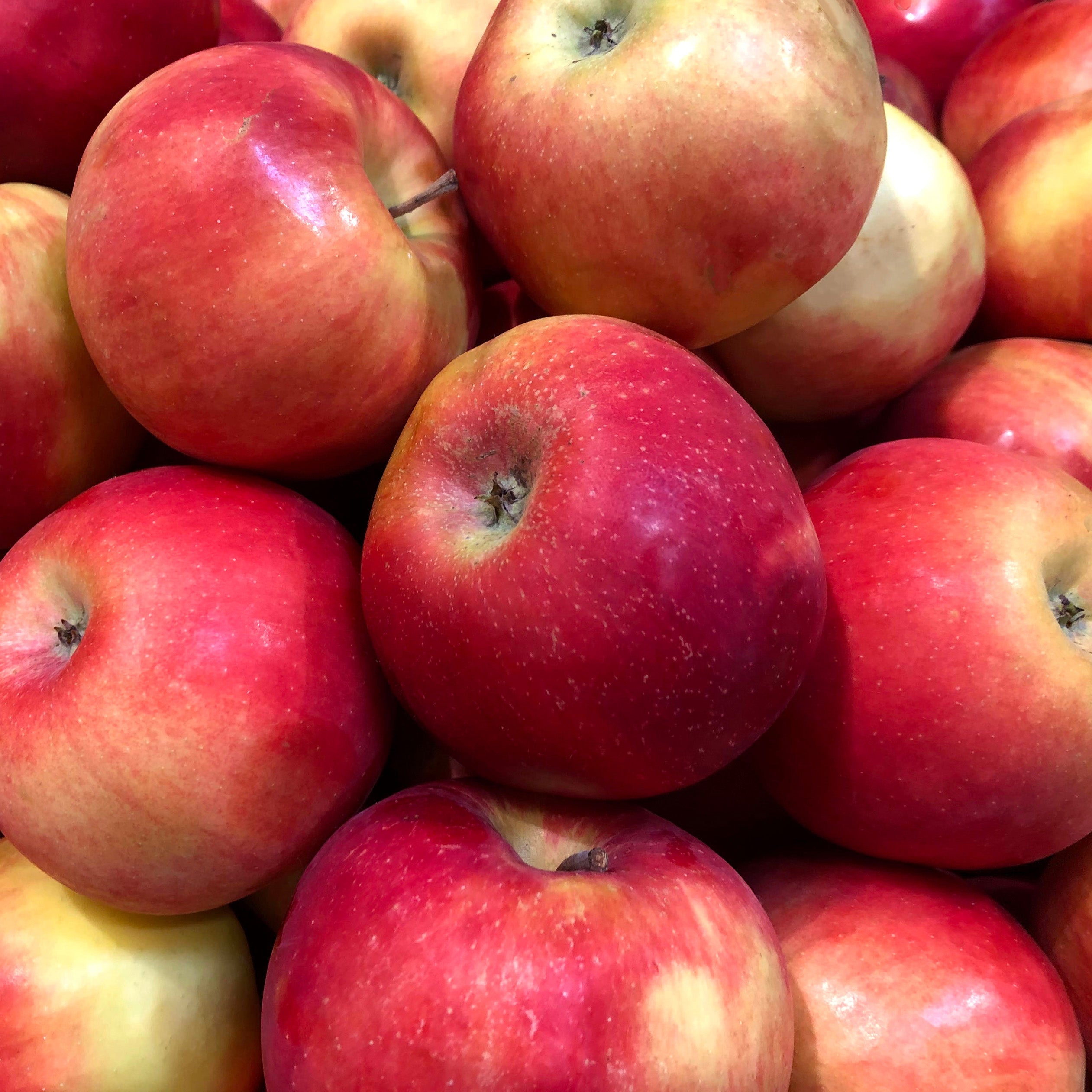 Esopus Spitzenburg Apple seeds for planting