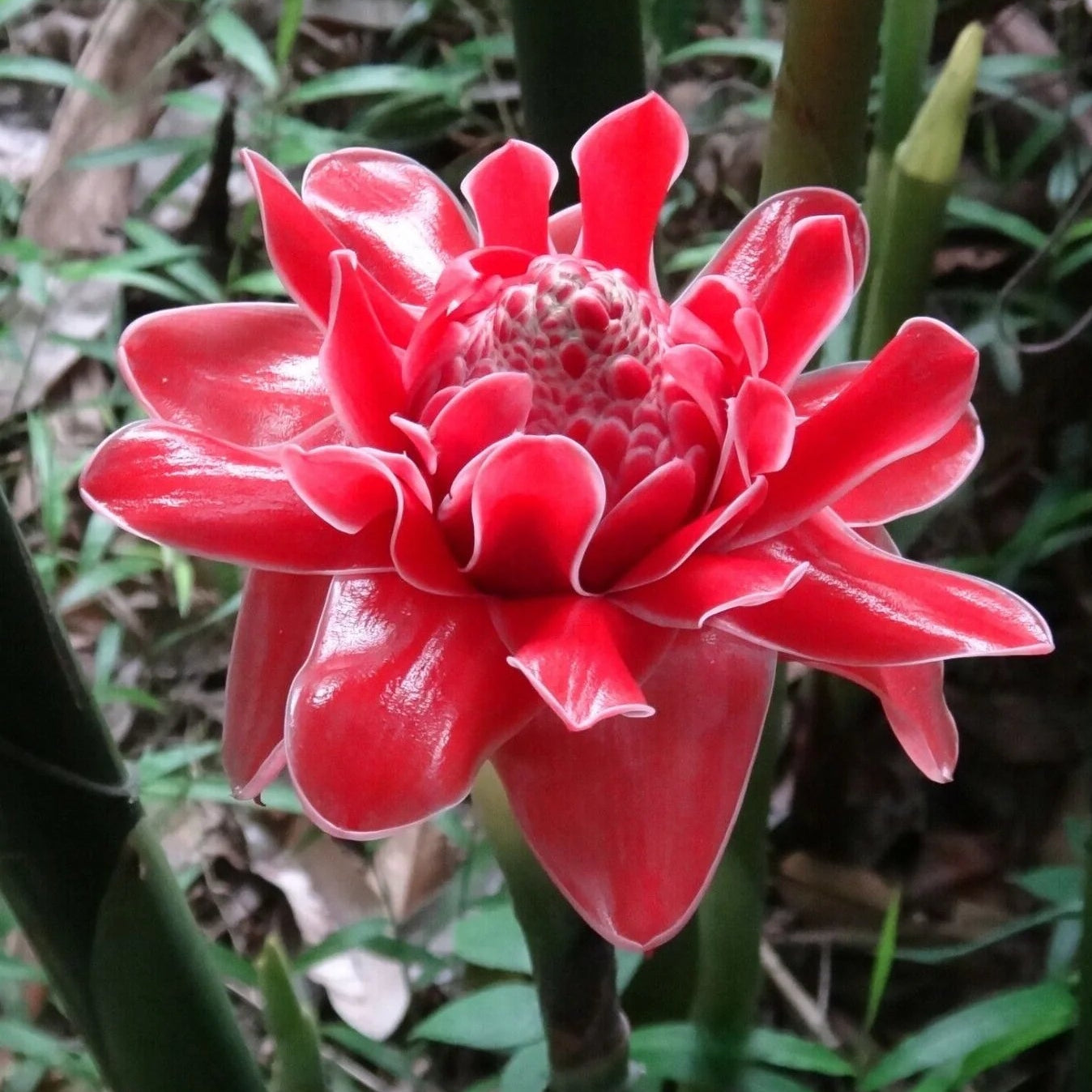 Etlingera elatior red and green seeds