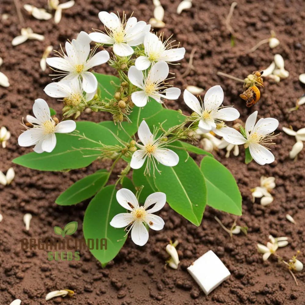 Euodia Hupehensis Bee Tree Seeds for Planting – Pollinator Friendly Variety