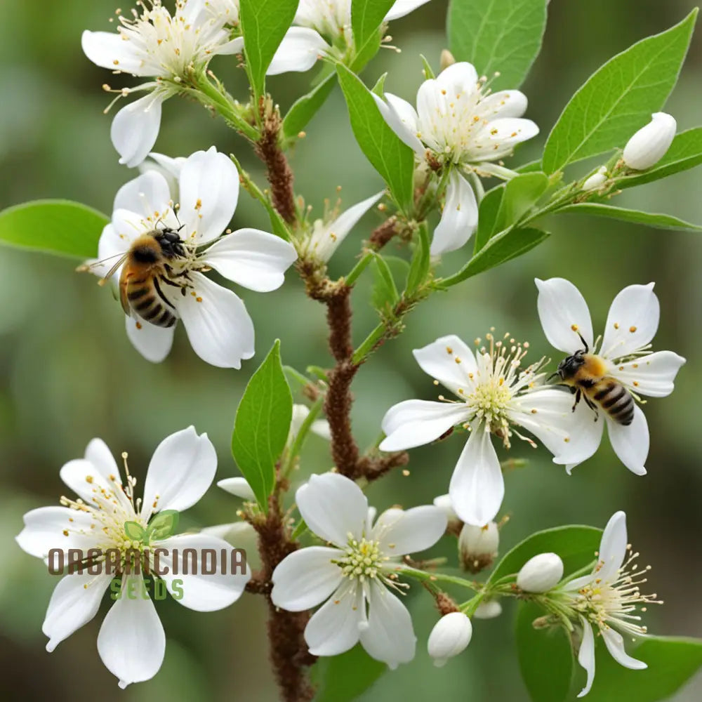 Euodia Hupehensis Seeds for Pollinator Garden Trees – Summer Blooming Variety