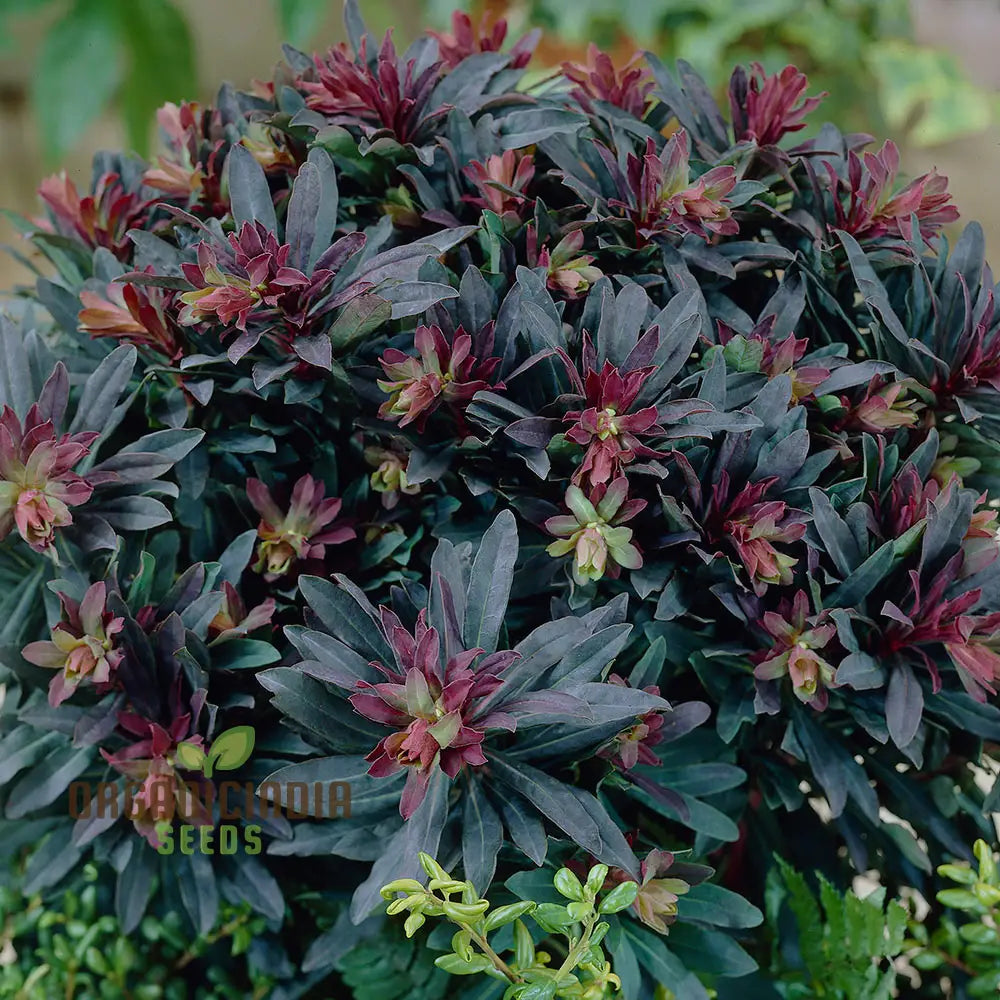 Euphorbia amygdaloides purpurea seeds hardy perennial for gardens