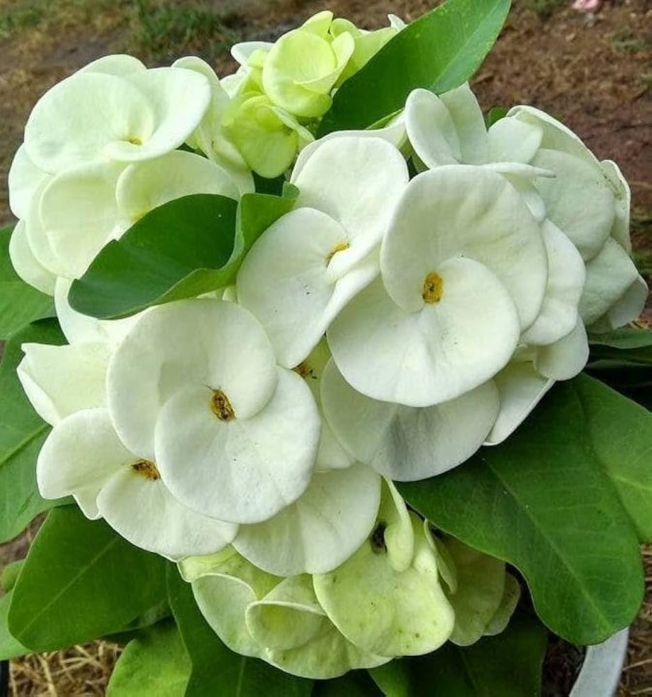 Euphorbia Milii Flower Seeds for Planting