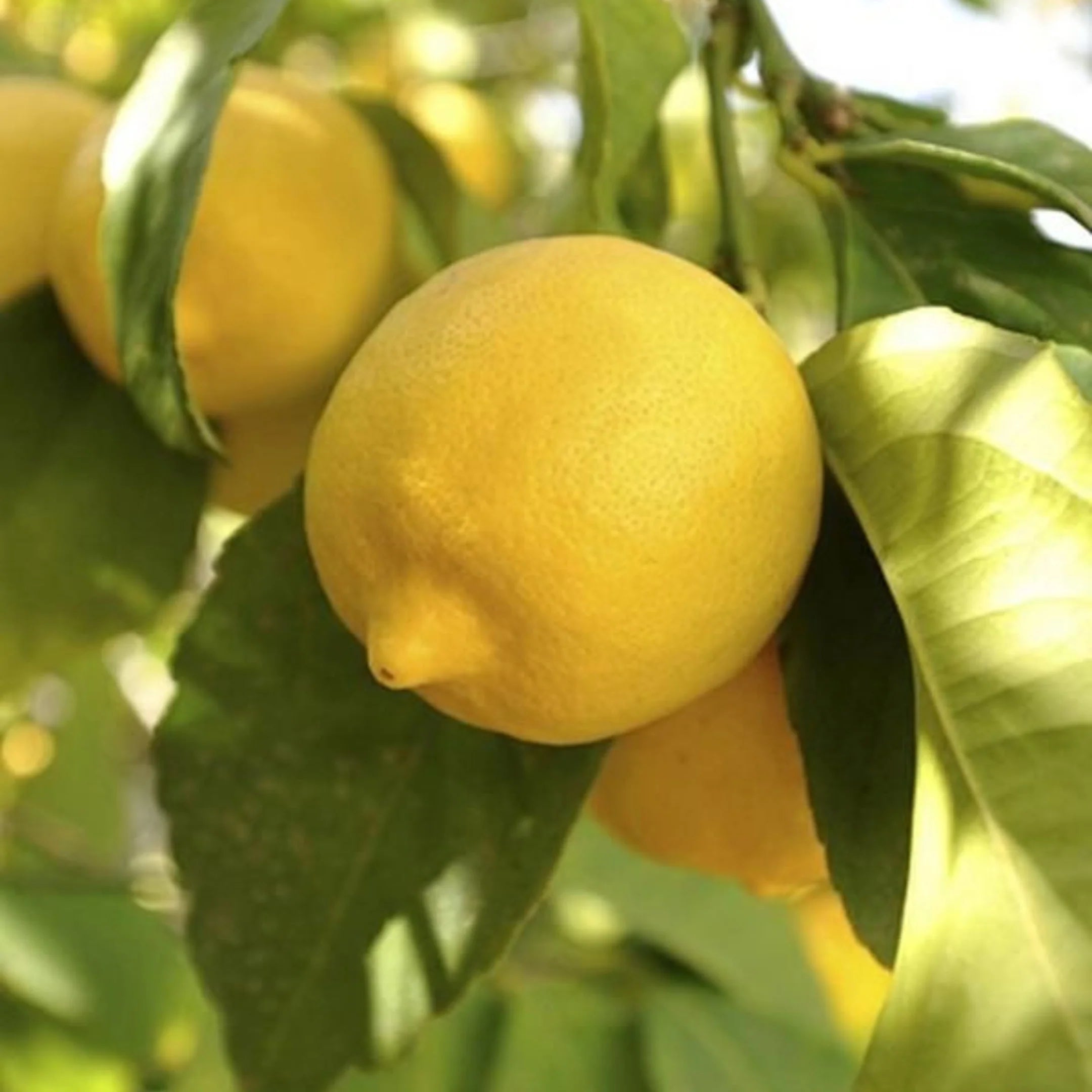 Eureka lemon seeds for planting fresh citrus trees at home