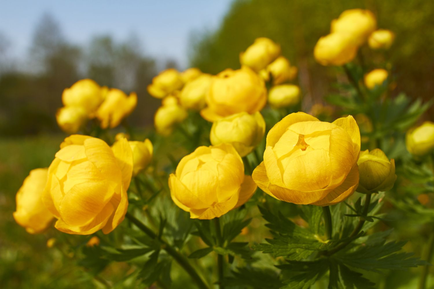 European globeflower seeds vibrant yellow flowers