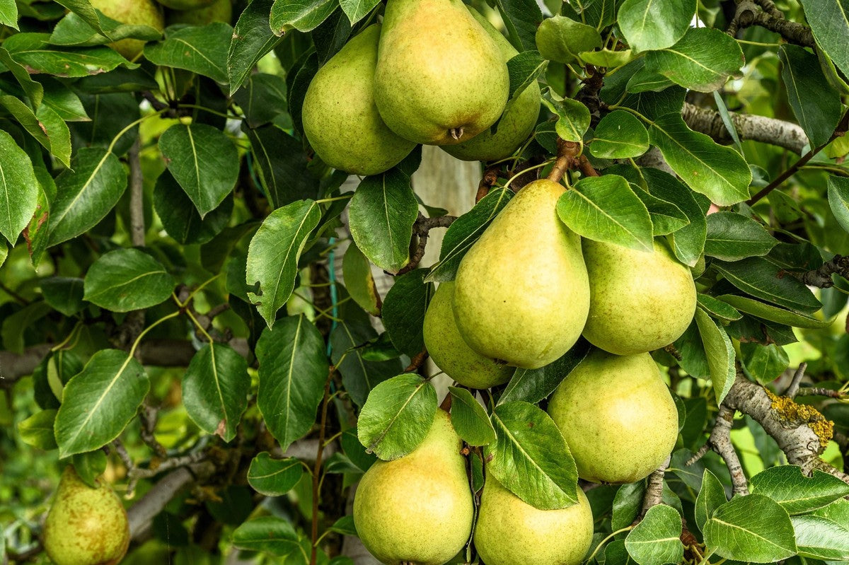 European Pear Trees Growing in Orchard Setting