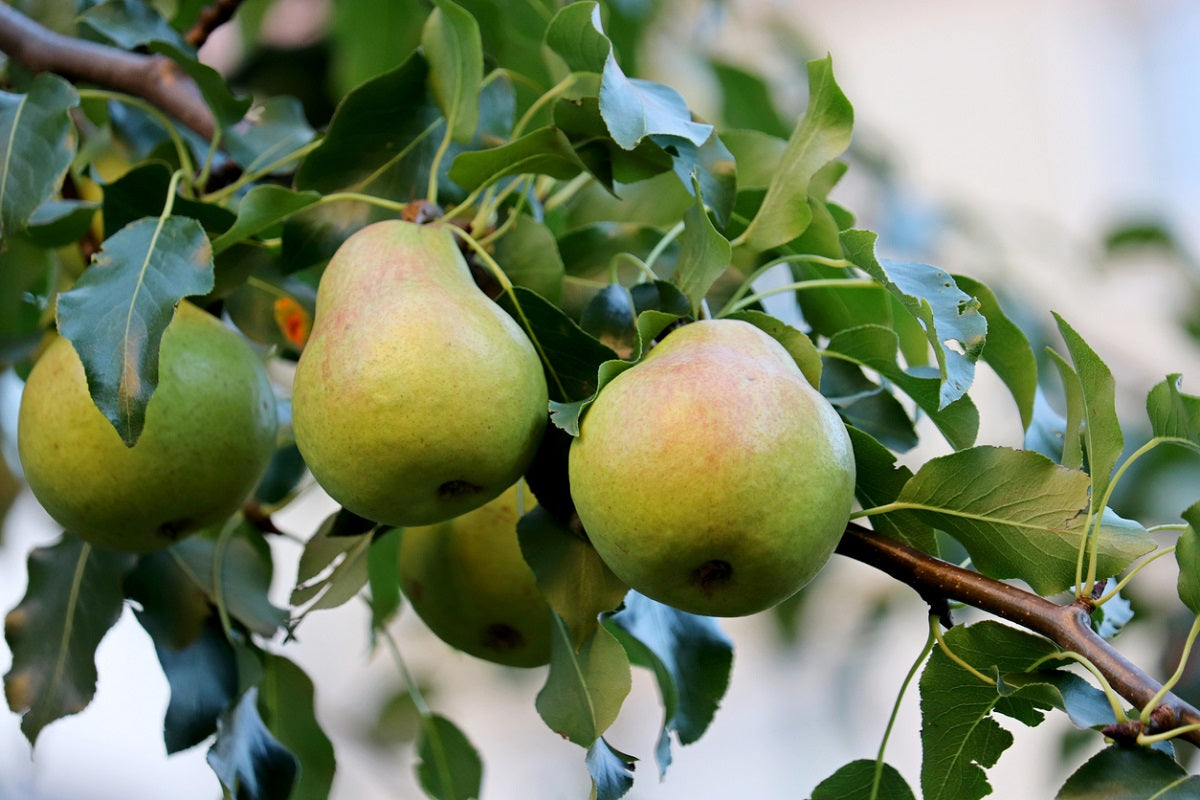 Young European Pear Tree Growing Outdoors