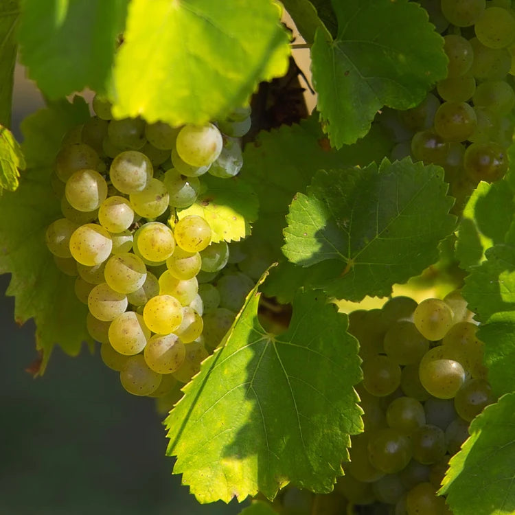 How to Plant European Wine Grape Seeds – Vitis vinifera Growing Guide