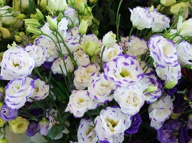 High Germination Eustoma Flower Seeds for Gardeners