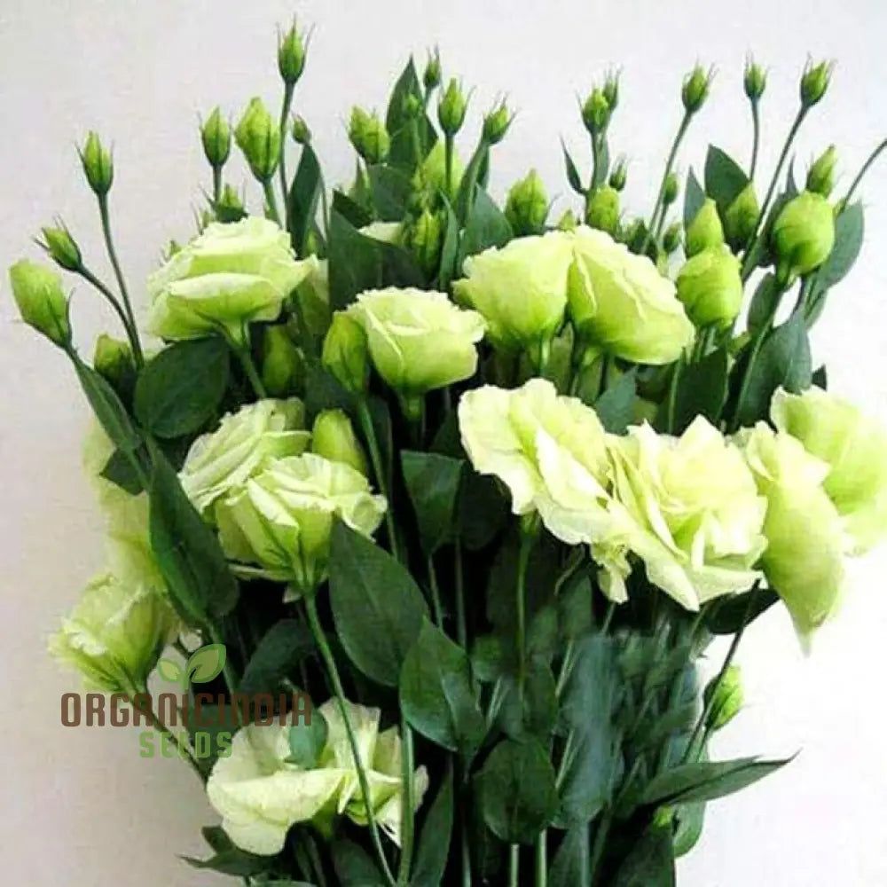 Eustoma Grandiflorum seeds for planting rare flowers