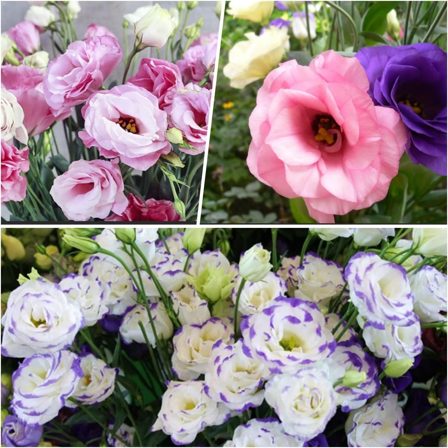 Eustoma Lisianthus Seeds for Colorful Long Lasting Blooms
