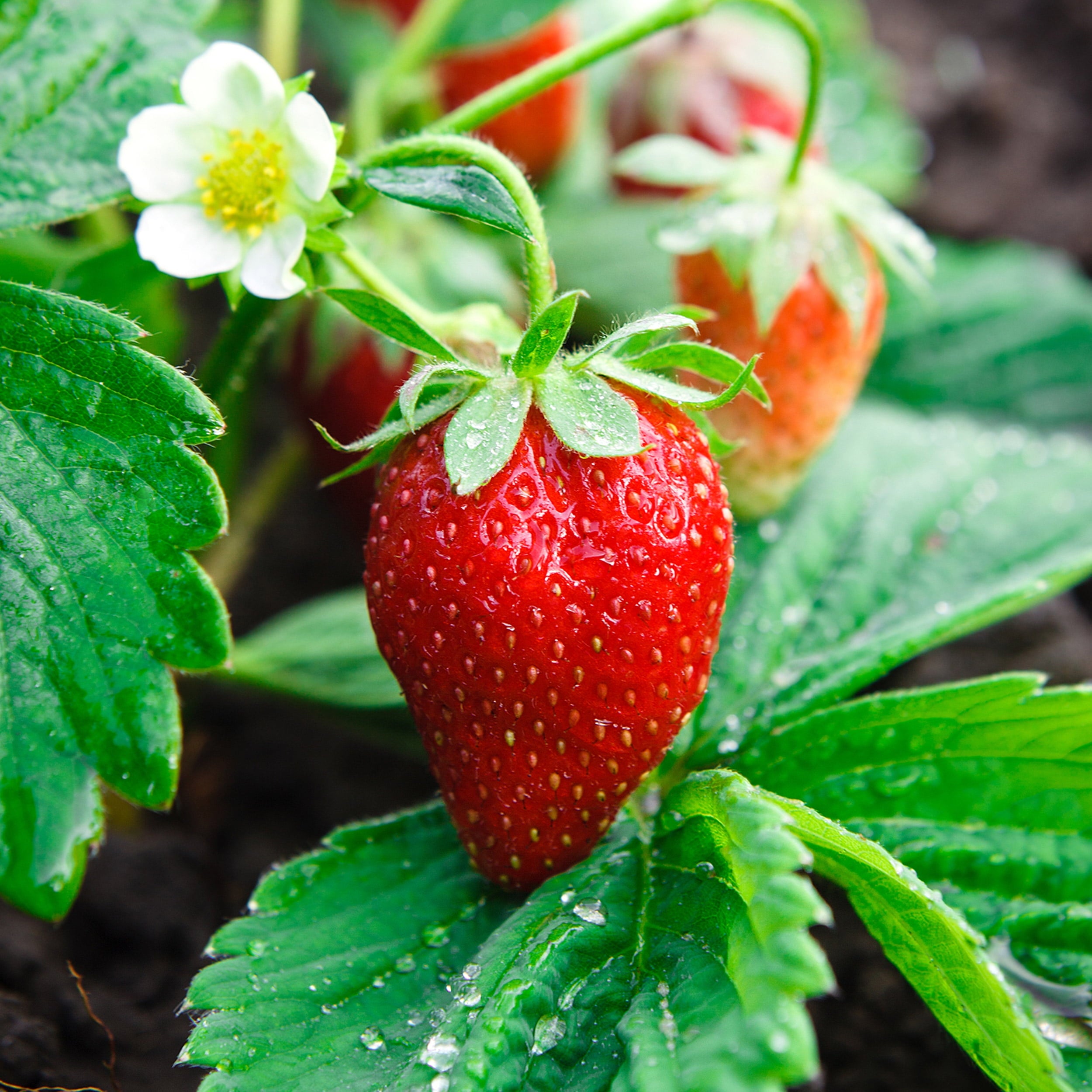 Everbearing strawberry seeds producing continuous sweet harvests