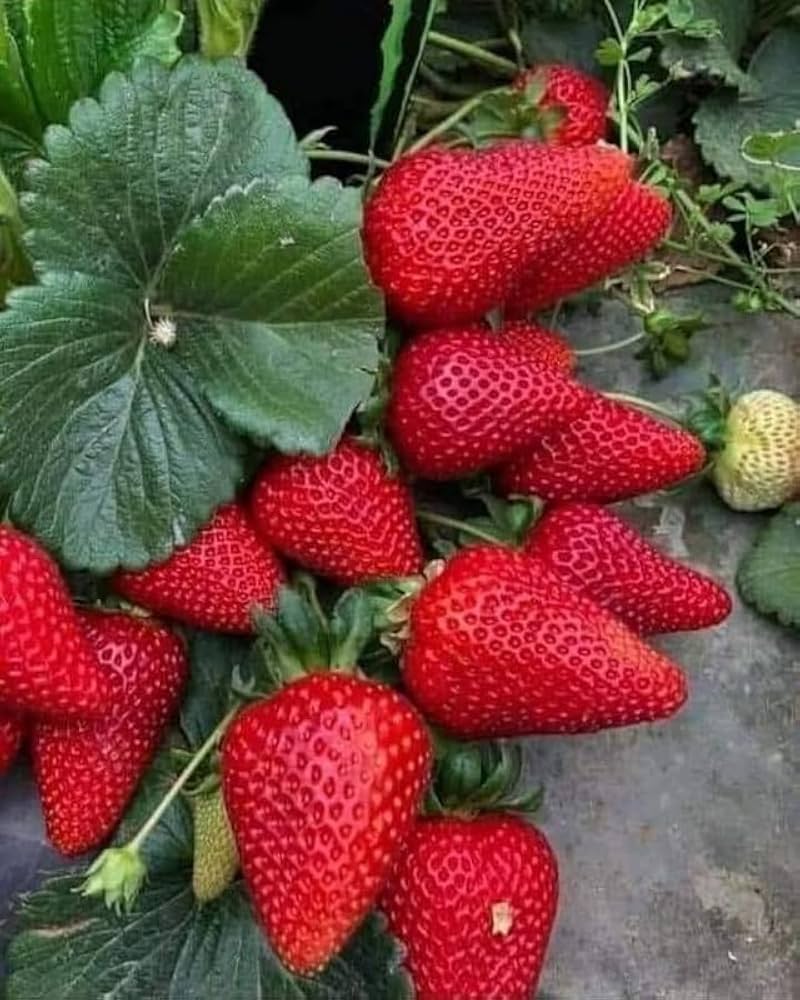 Everbearing Strawberry Seeds for Continuous Harvests
