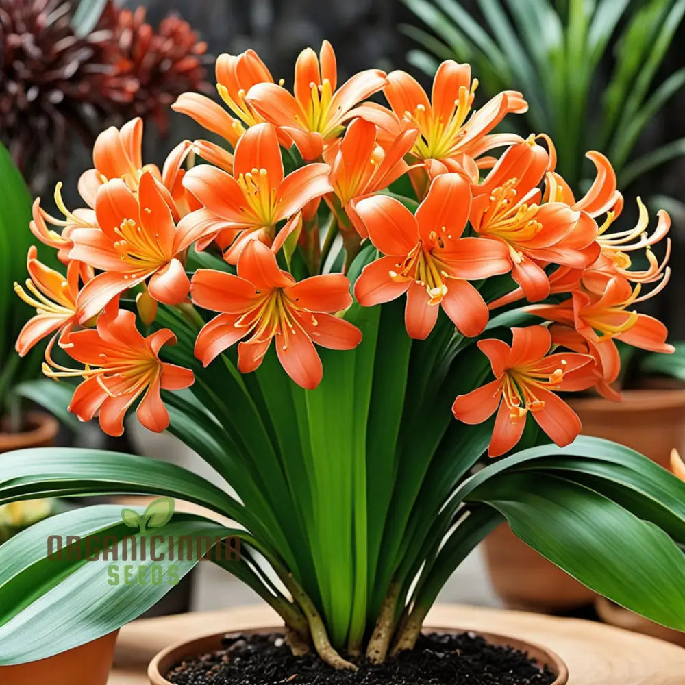 Evergreen Clivia seeds with vibrant blooms