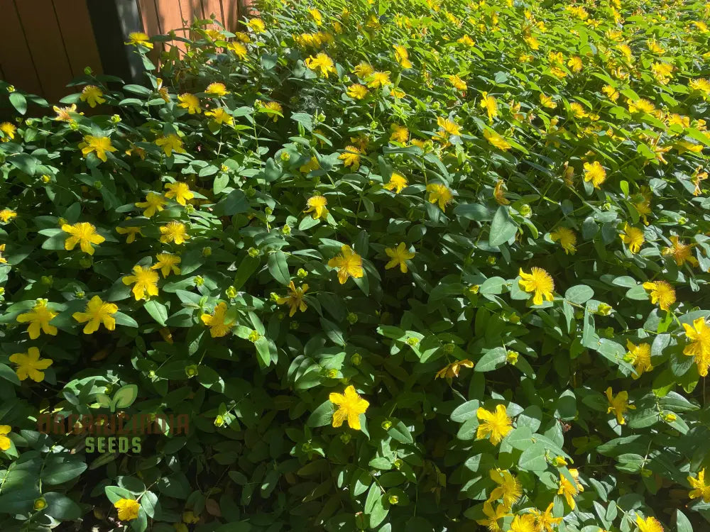 Evergreen groundcover hypericum seeds for pathways
