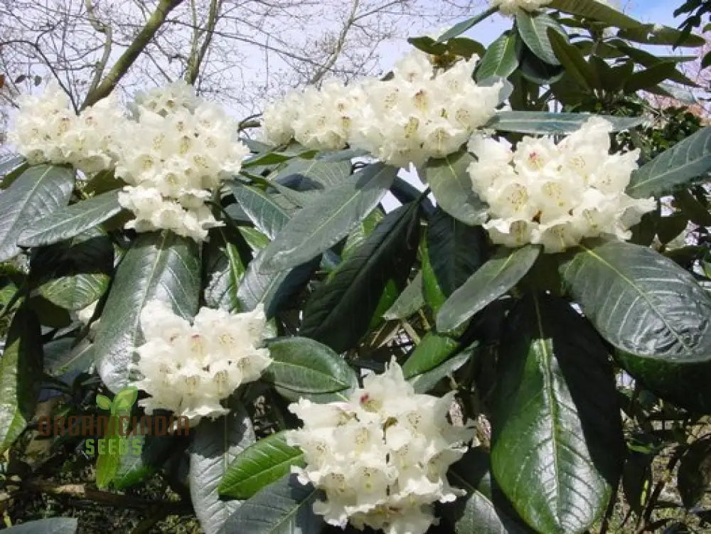 Evergreen rhododendron seeds large leaf shrub