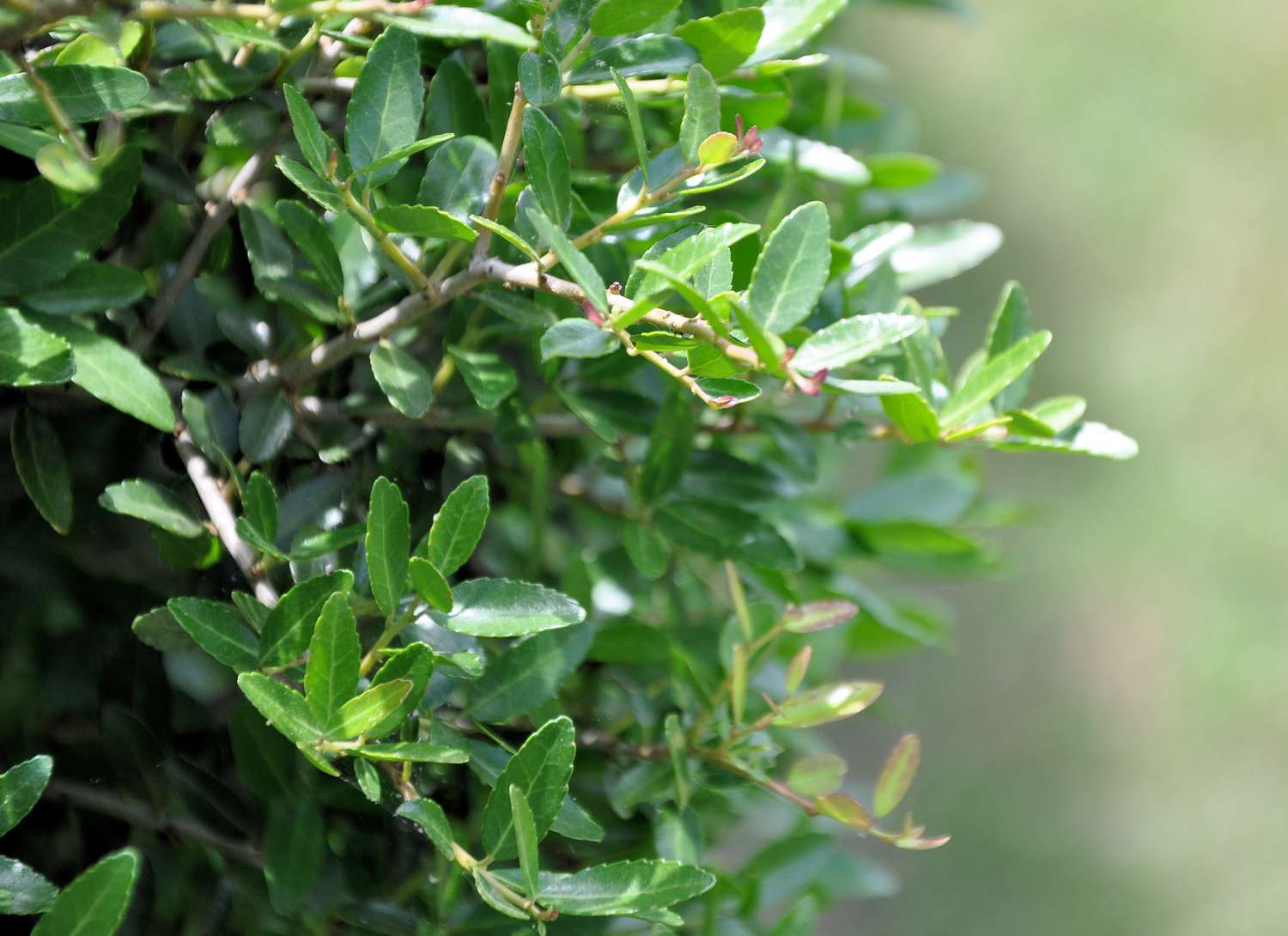 Seedlings of Fragrant Evergreen Shrub with Serrated Leaves