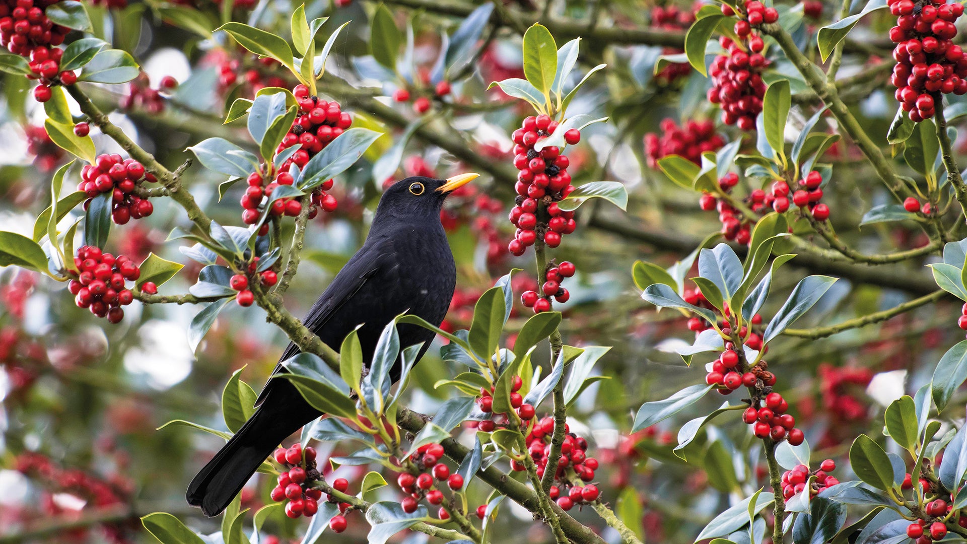 Evergreen Tree with Bright Decorative Berries