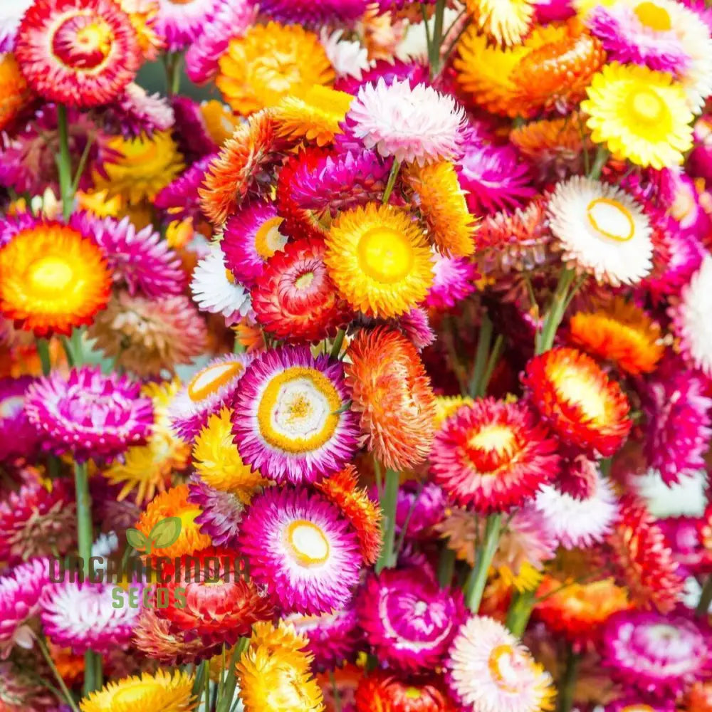 Everlasting Daisy Mixed Seeds â€“ Elevate Your Gardening Experience With Long-Lasting Vibrant Blooms!