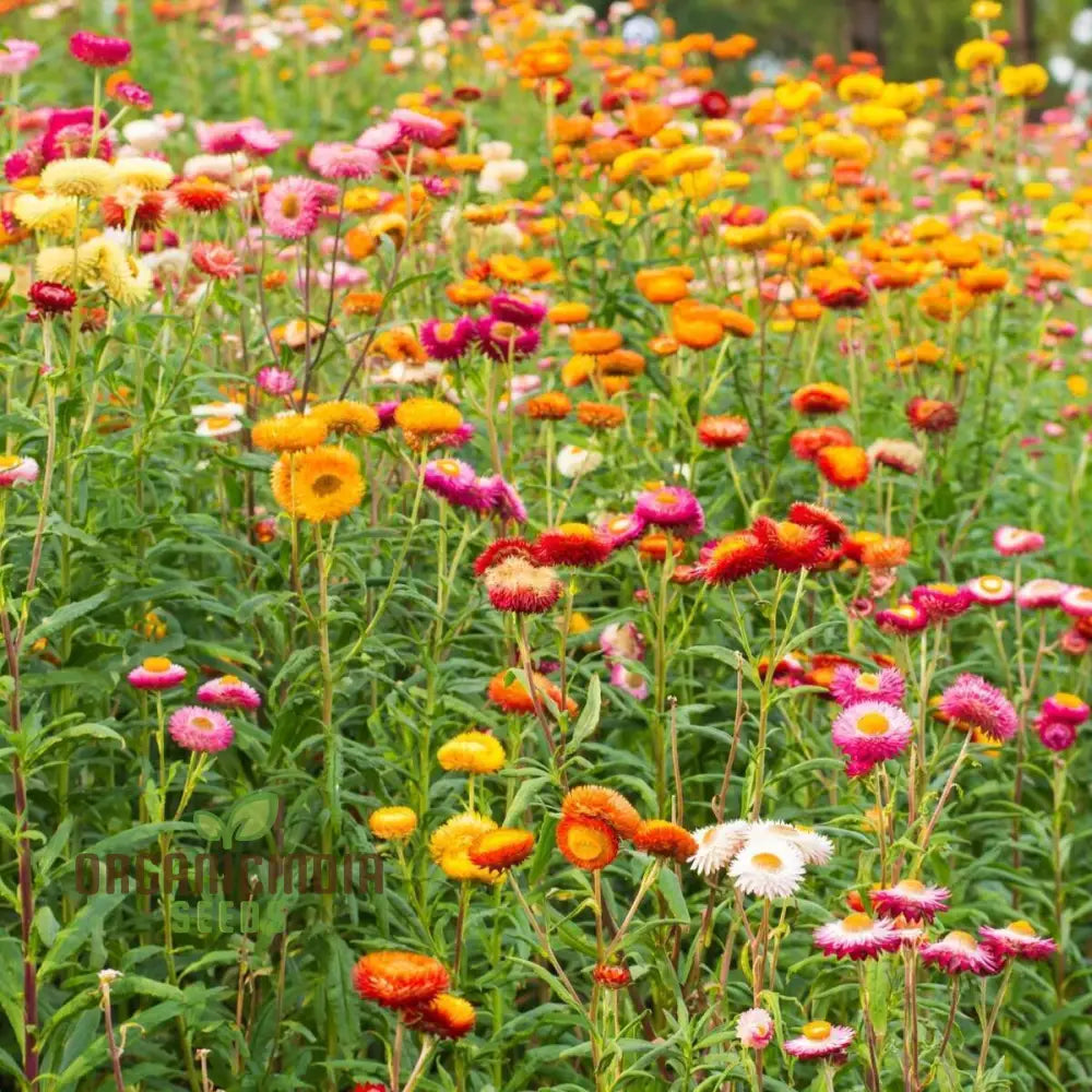 Everlasting Daisy Mixed Seeds â€“ Elevate Your Gardening Experience With Long-Lasting Vibrant Blooms!