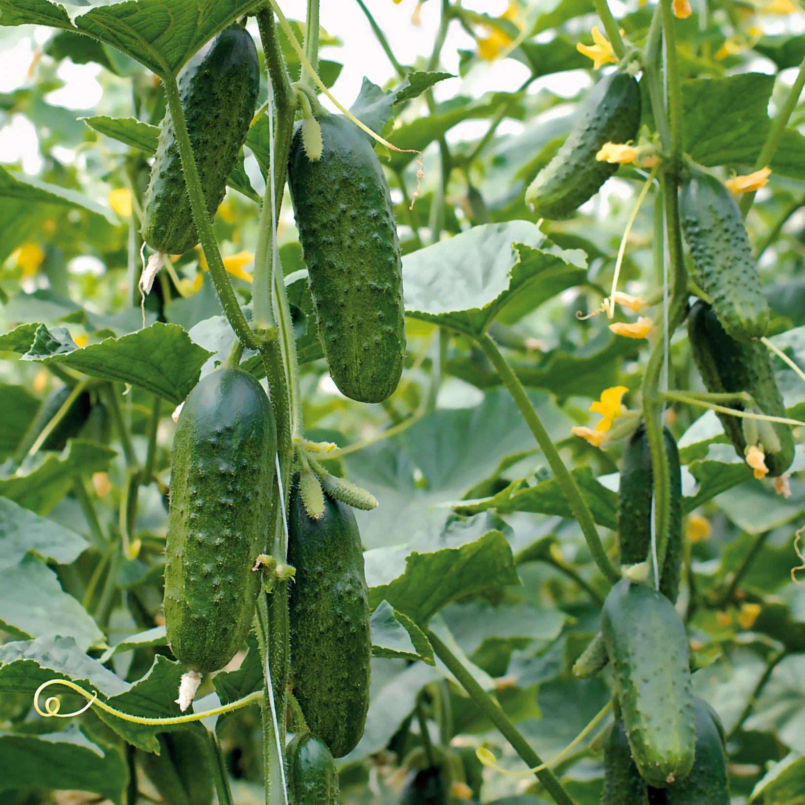 Excelsior Cucumber Seeds High-Yield Crisp Burpless Variety