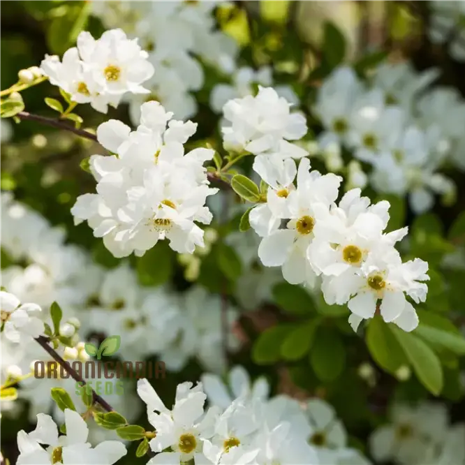 Exochorda The Bride seeds for planting white spring flowering shrubs