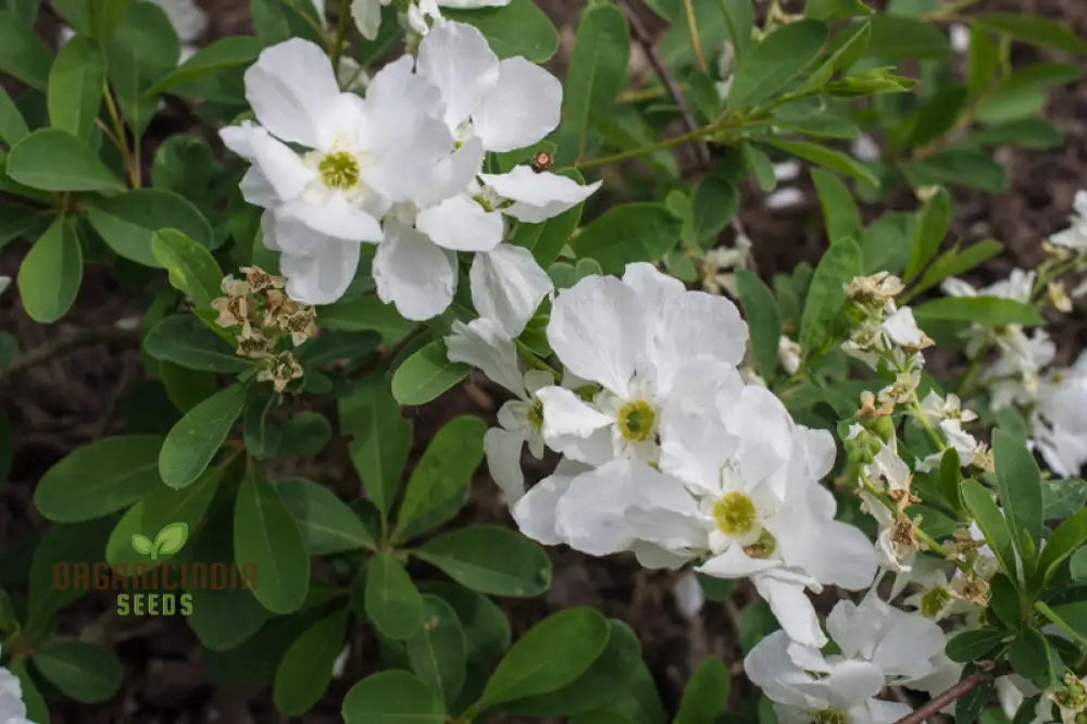 Exochorda X Macrantha â€™The Brideâ€™ Seeds - Planting Instructions & Care Tips Included