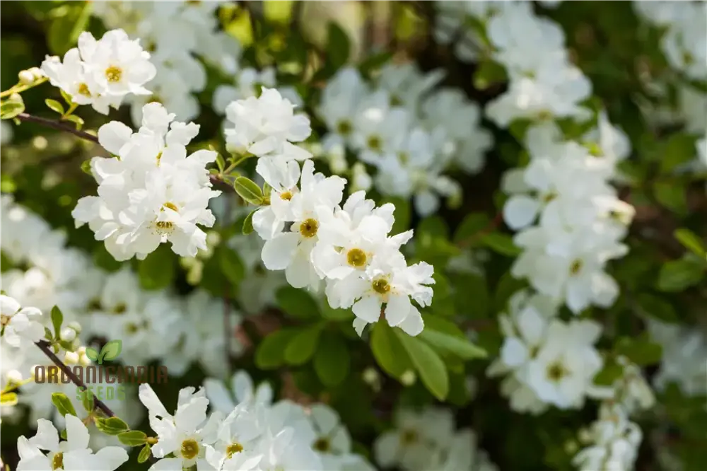 Exochorda X Macrantha â€™The Brideâ€™ Seeds - Planting Instructions & Care Tips Included