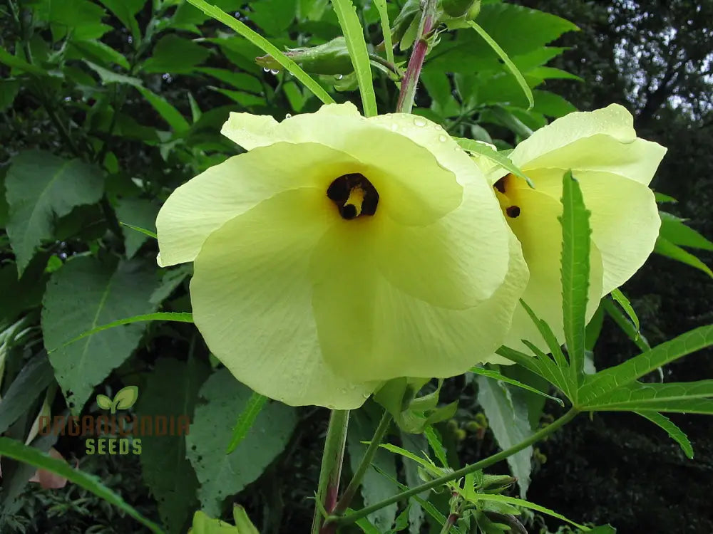 Exotic Abelmoschus Manihot Seeds Add Intriguing Beauty To Your Garden