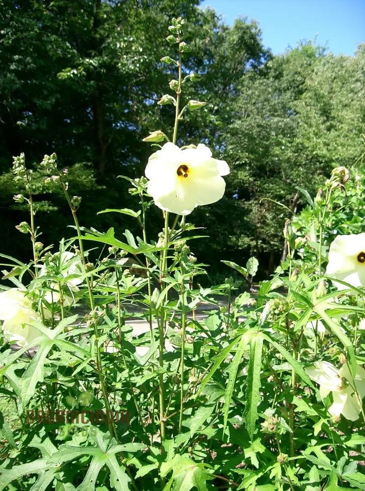 Exotic Abelmoschus Manihot Seeds Add Intriguing Beauty To Your Garden