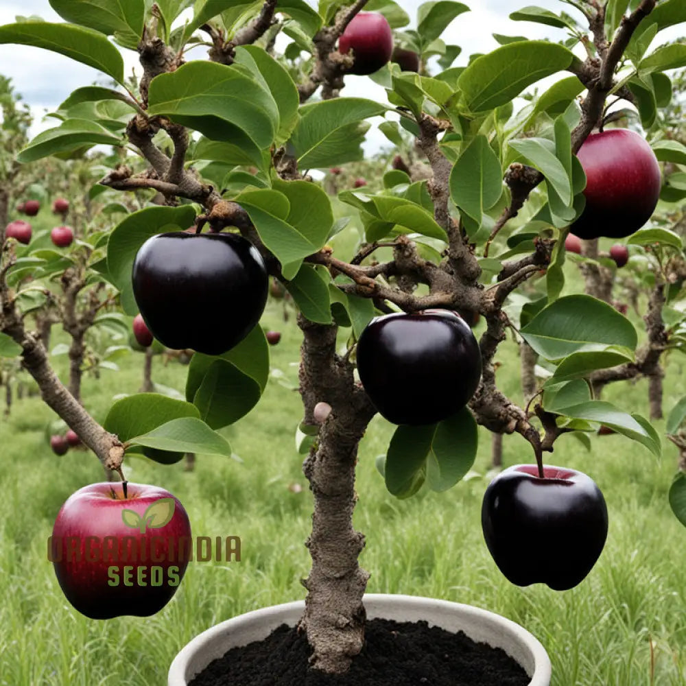 Exotic Apple Seeds for Planting in Home and Container Gardens