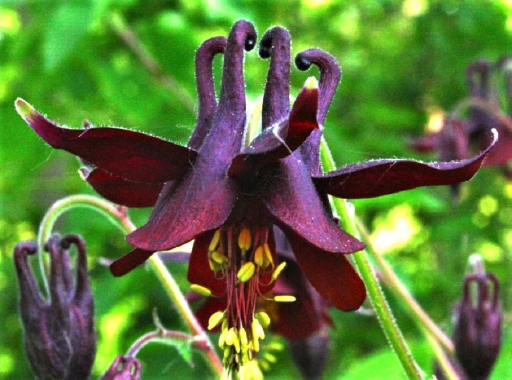  Exotic Aquilegia Atrata Garden Seeds for Beautiful Landscaping