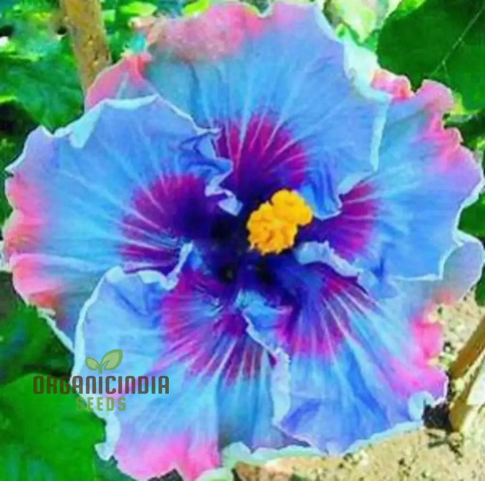 Exotic blue and cream hibiscus flower blooms