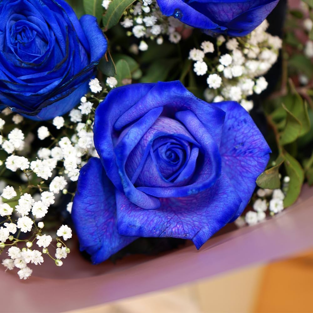Exotic blue rose blooms in garden