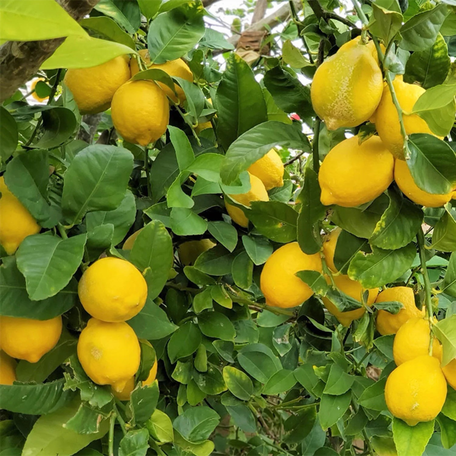 Exotic citrus Lumia lemon fruit tree for home gardening