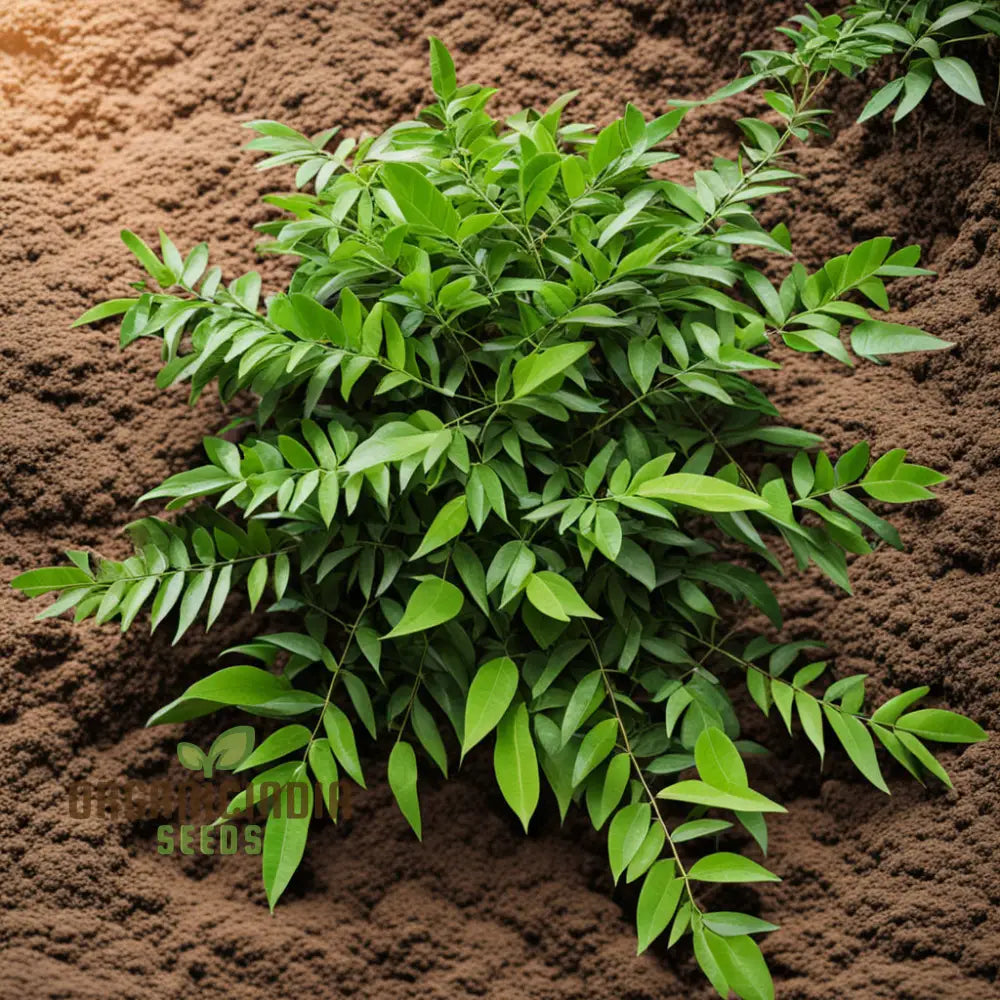 Exotic Curry Leaf Seeds Murraya Koenigii for Planting