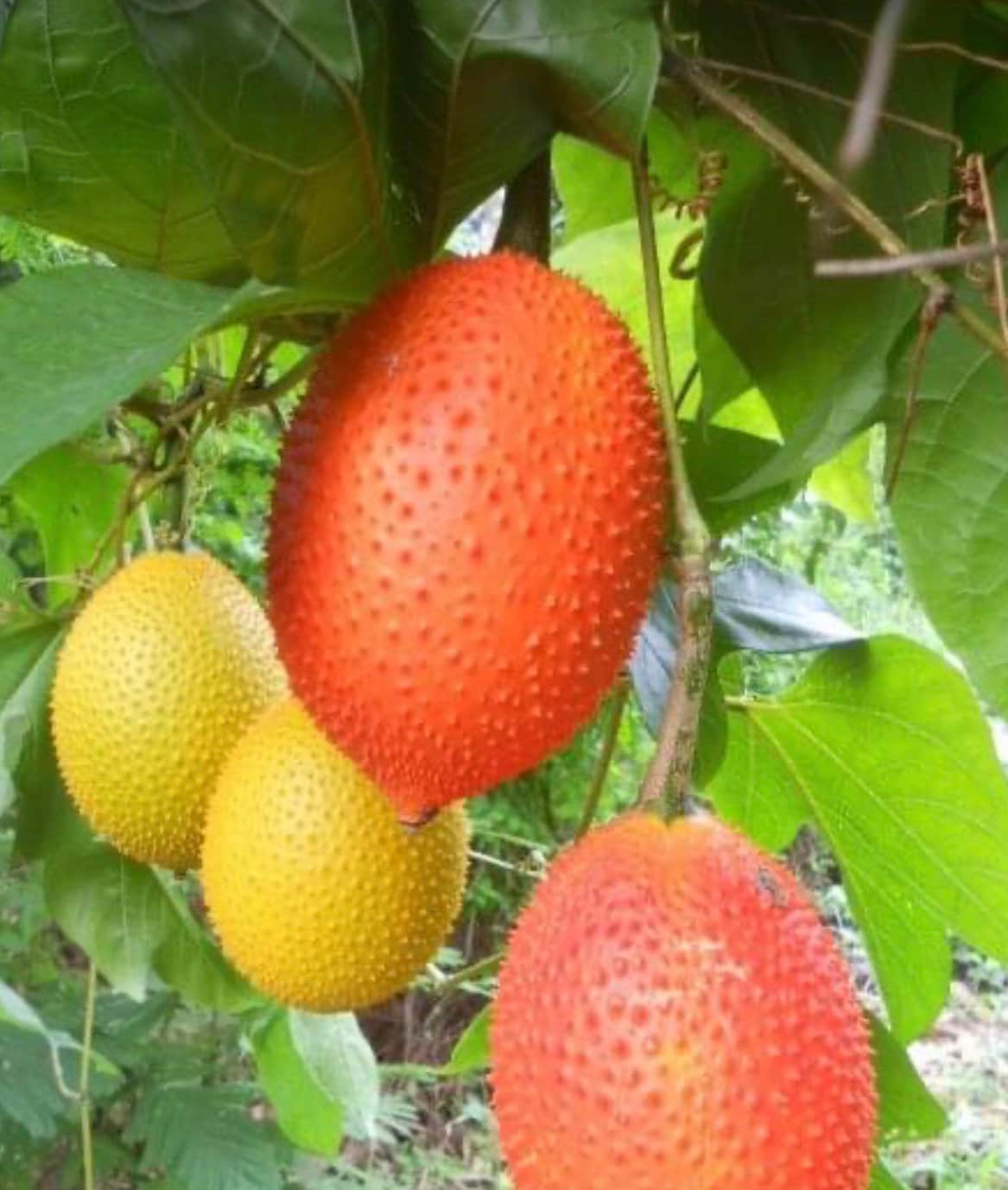 Exotic Gac fruit plant seeds for home garden cultivation